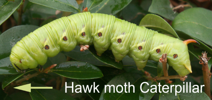 Picture of the Hawk Moth Caterpillar